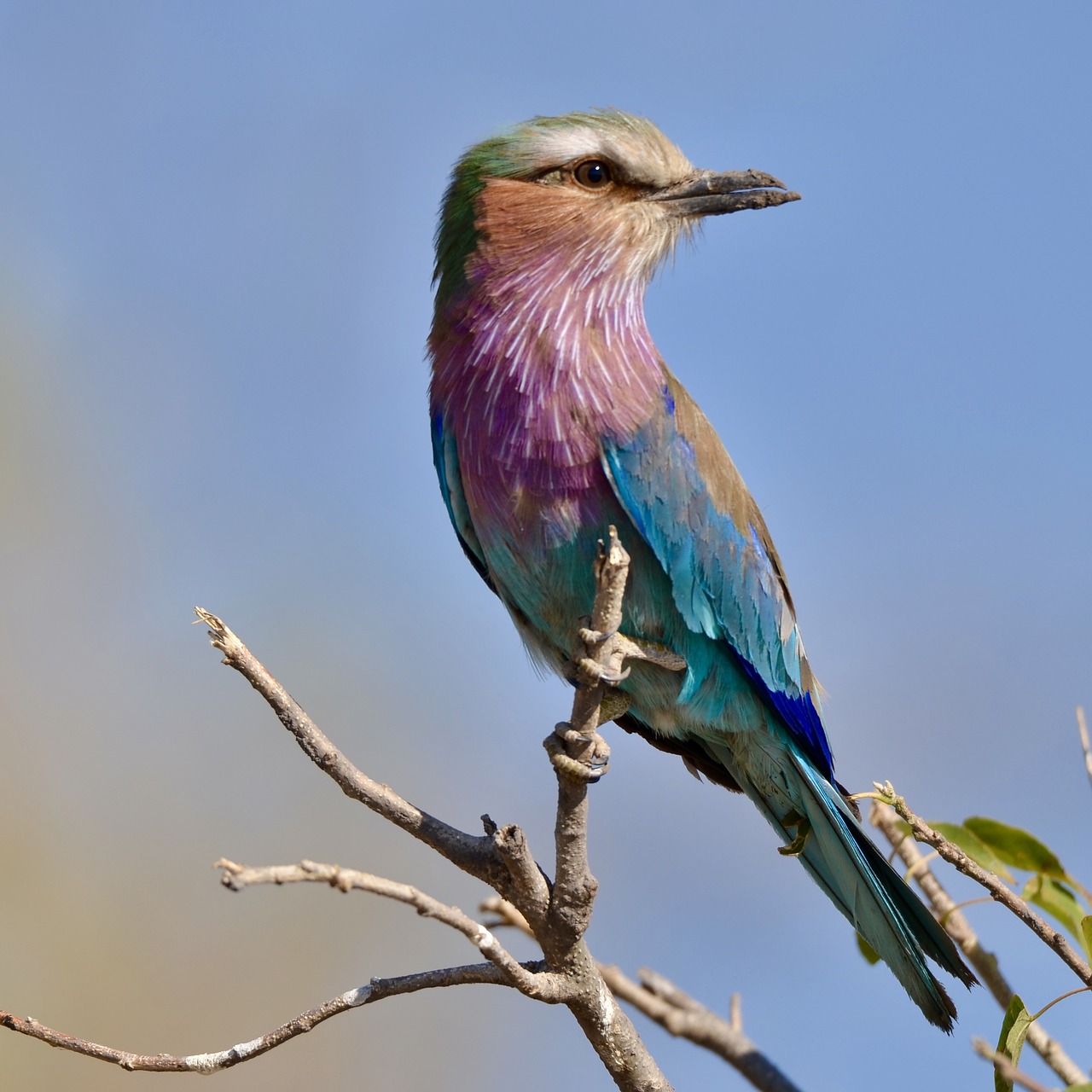 lilac  breasted  roller free photo