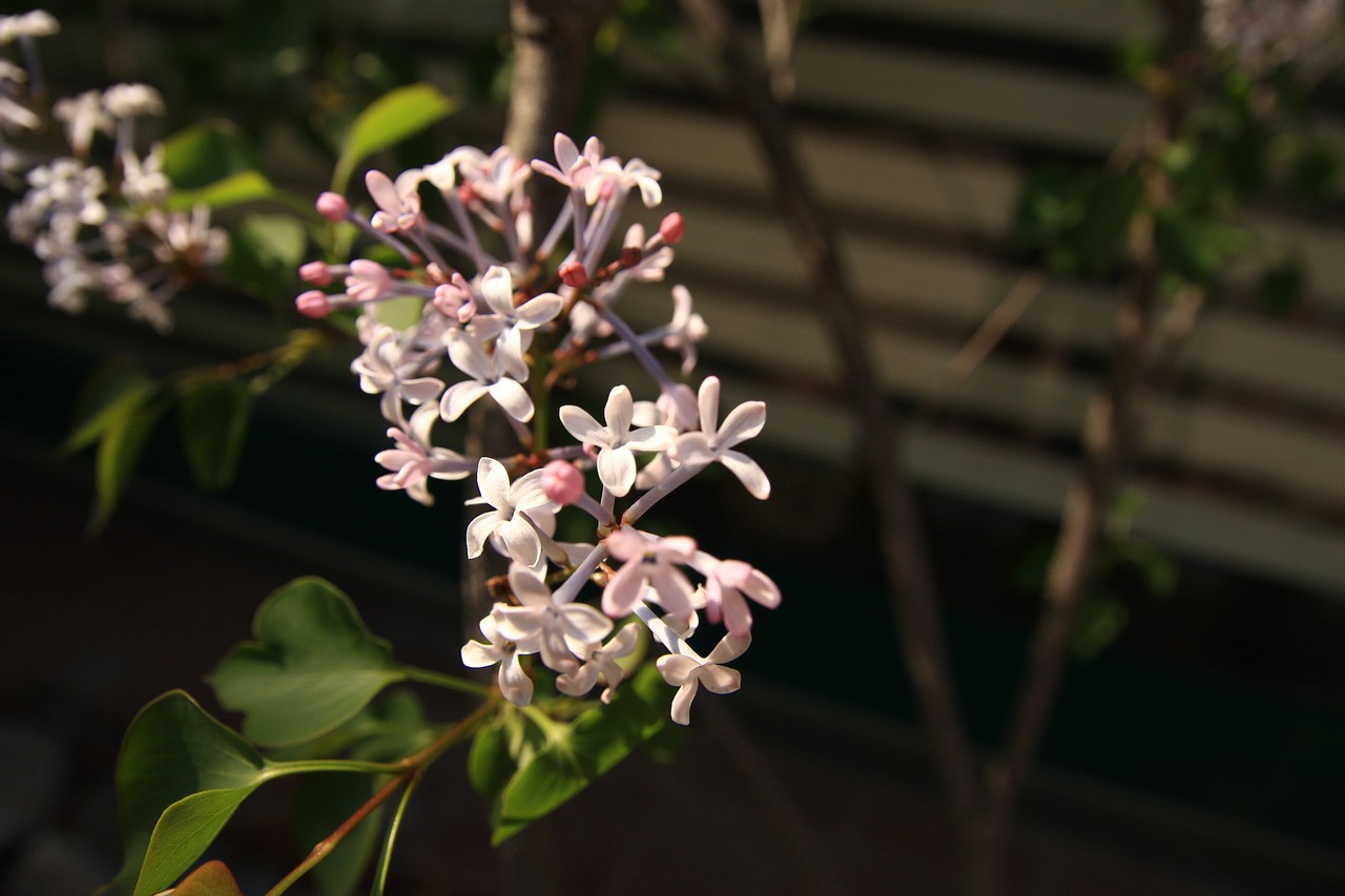 lilac  flowers  petal free photo