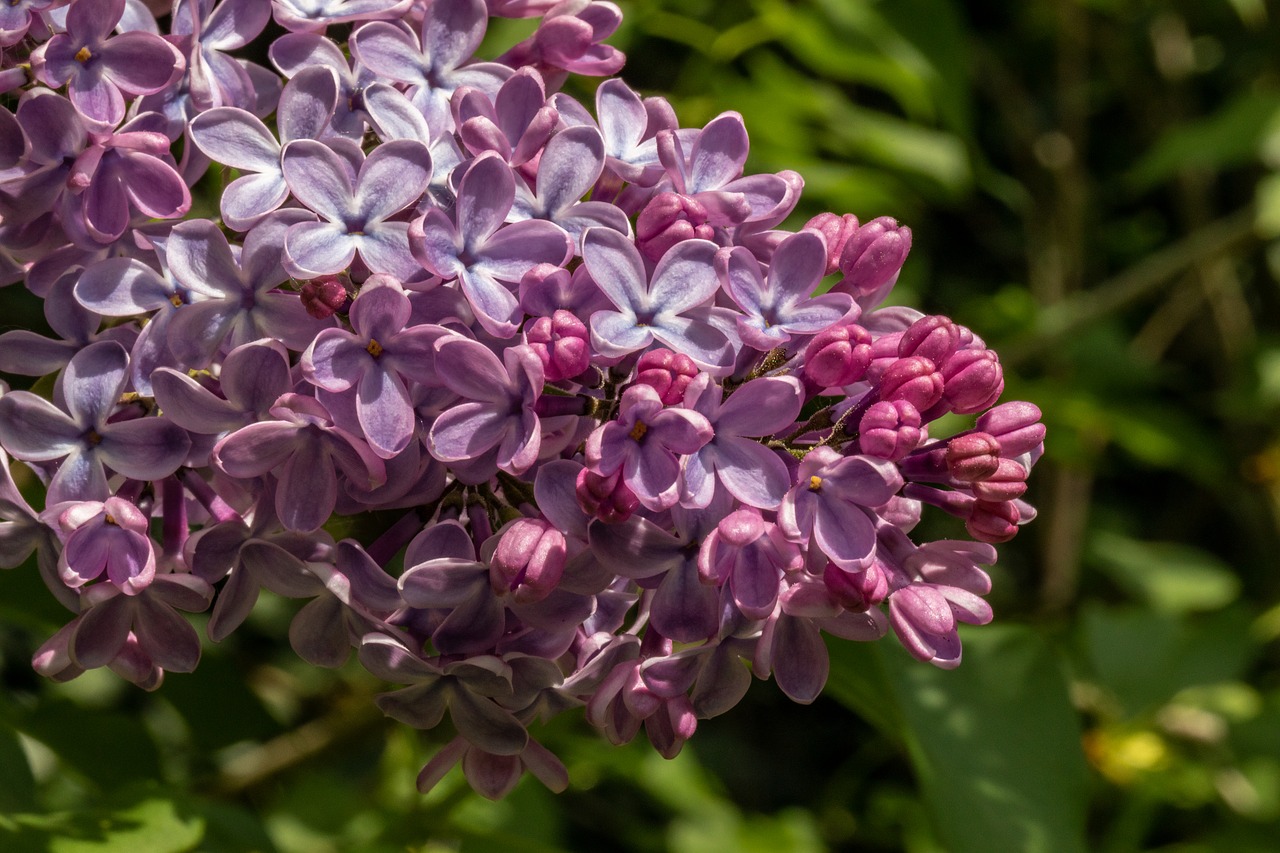 lilac  flower  blossom free photo