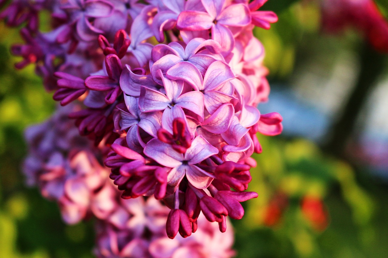 lilac  elder  flowers free photo