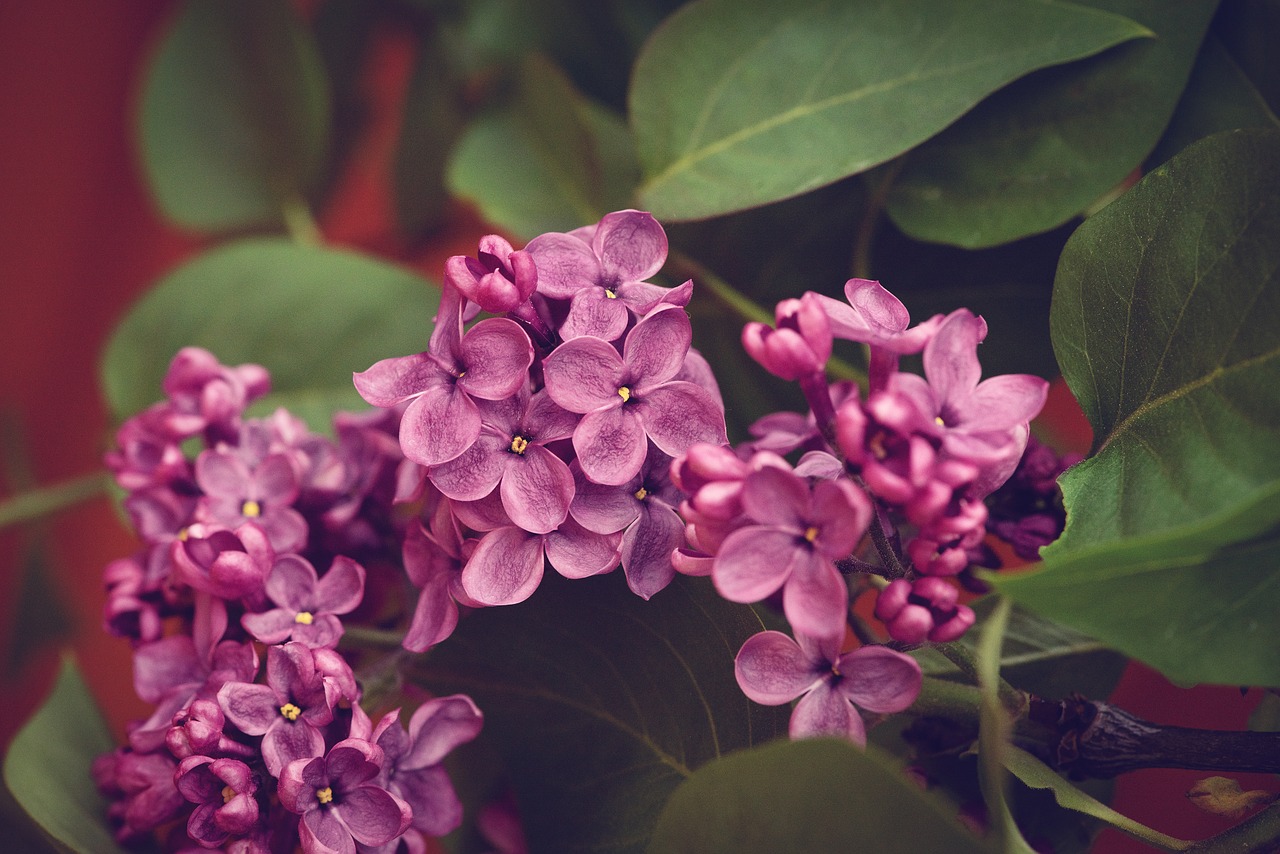 lilac  pink  flowers free photo