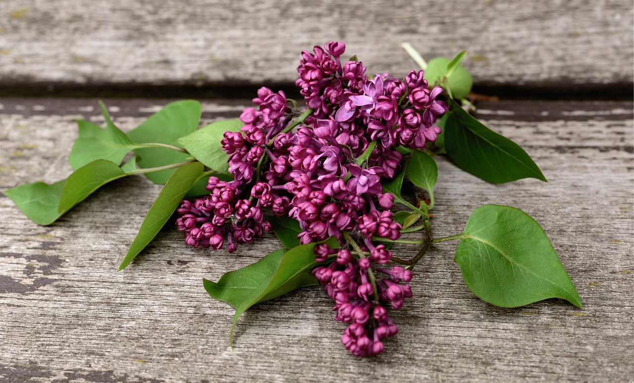 lilac  lilac tree  fliederblueten free photo