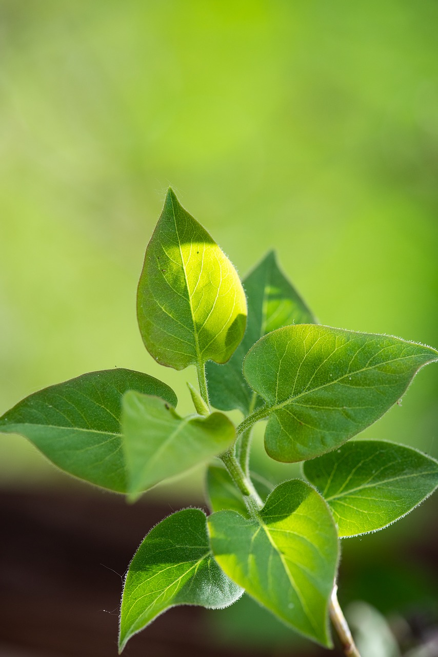 lilac  leaves  green free photo