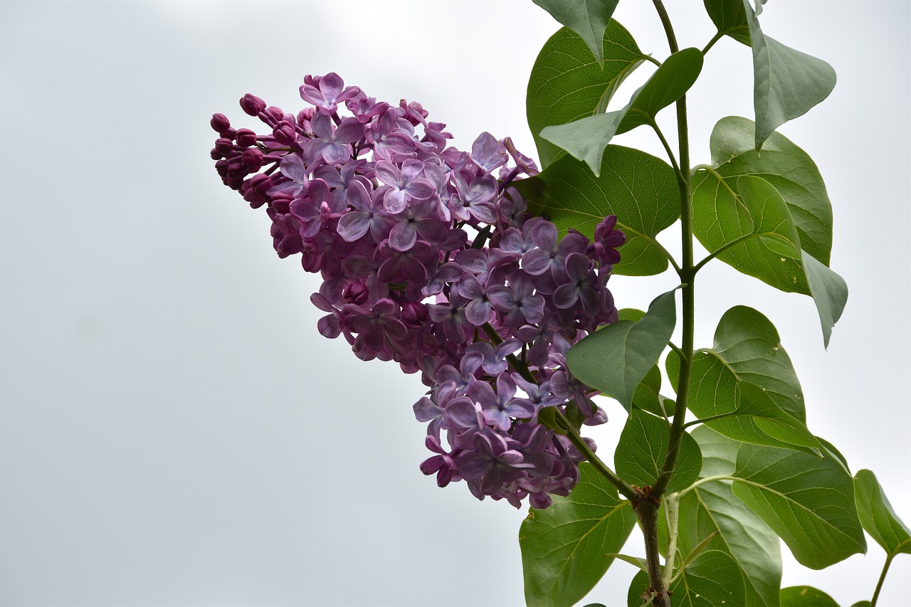 lilac  flower  spring free photo