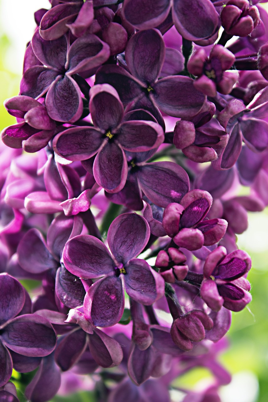 lilac  violet  purple free photo