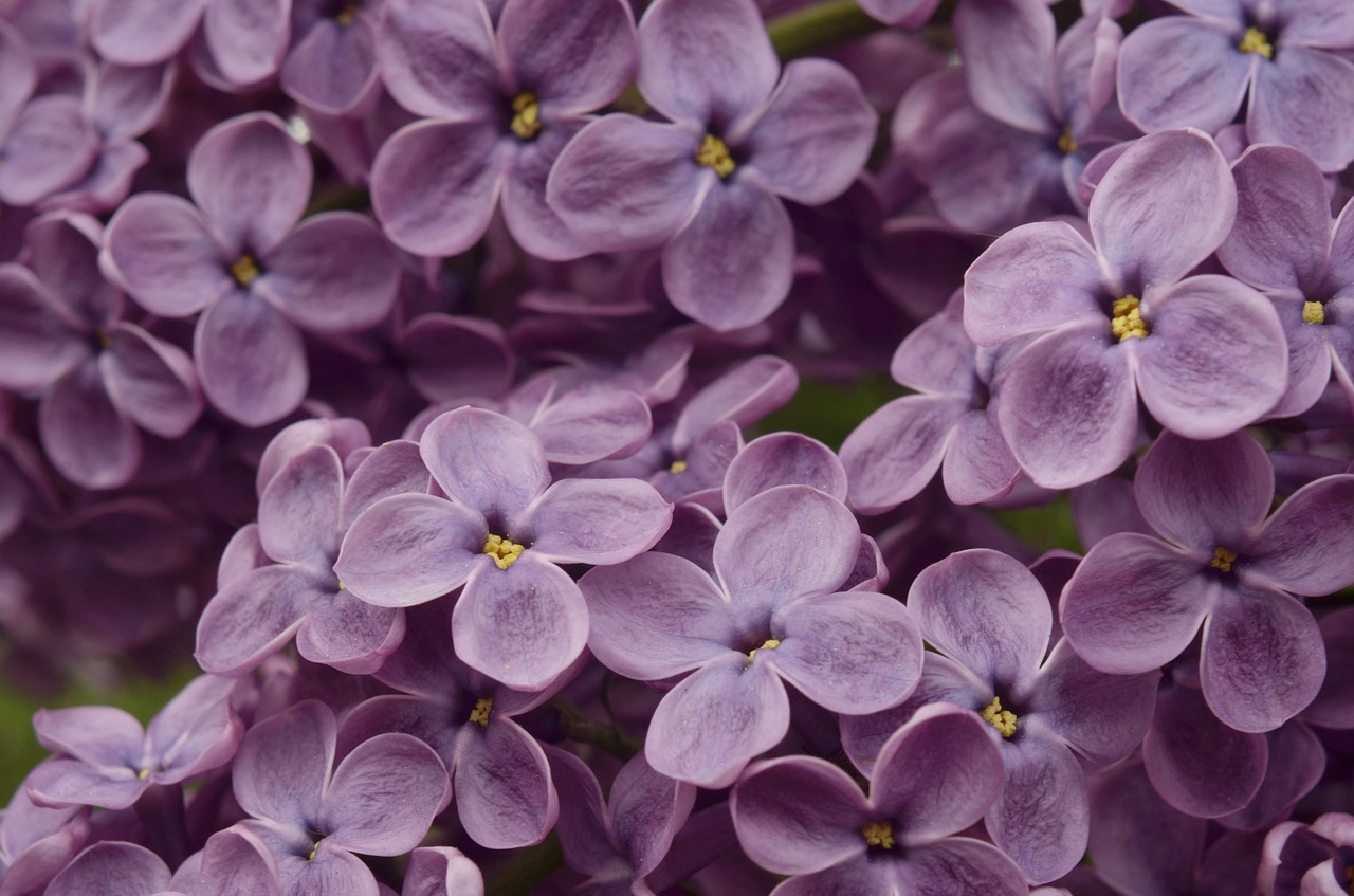 lilac  pink  purple free photo