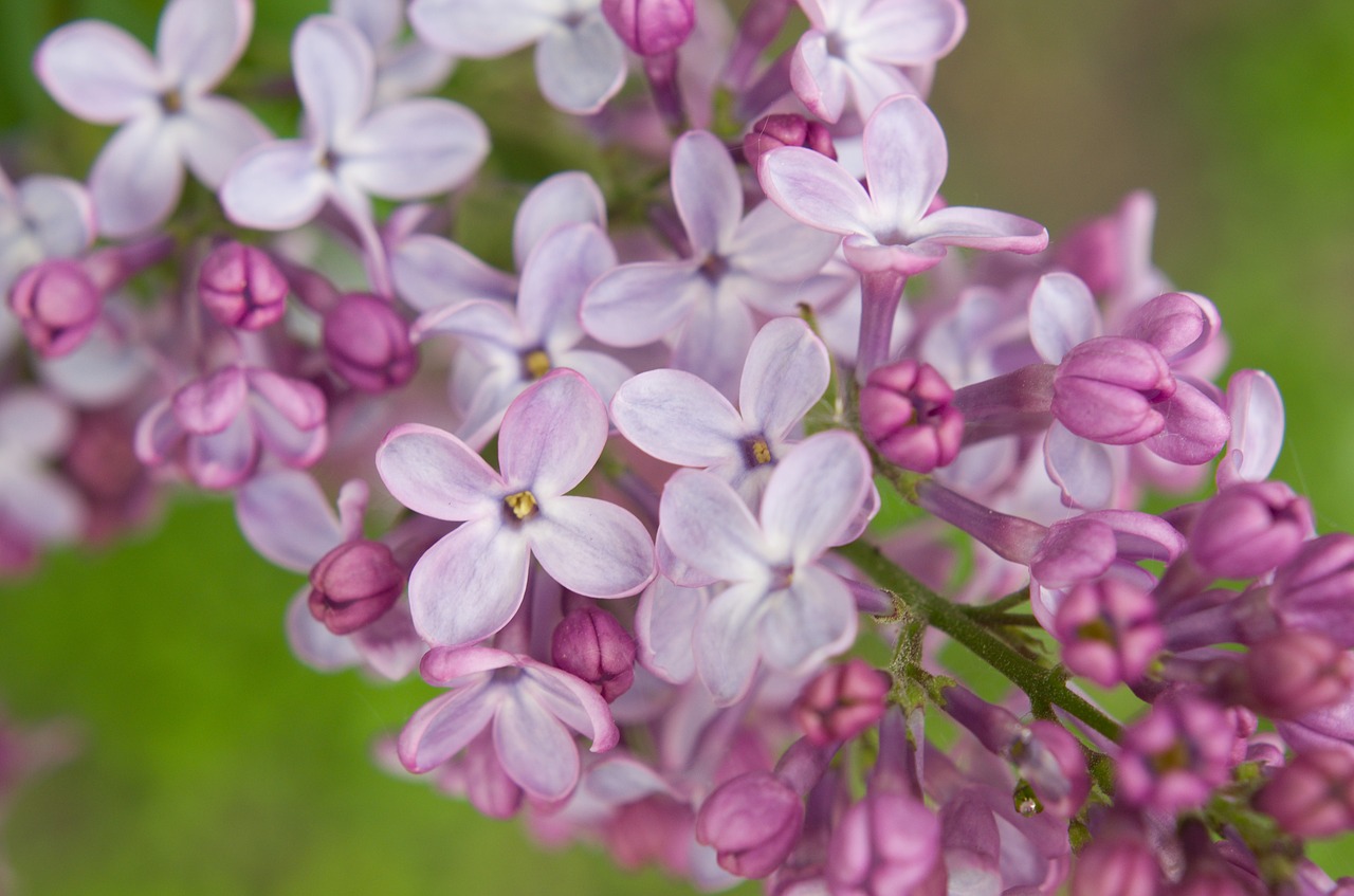 lilac  flower  pink free photo