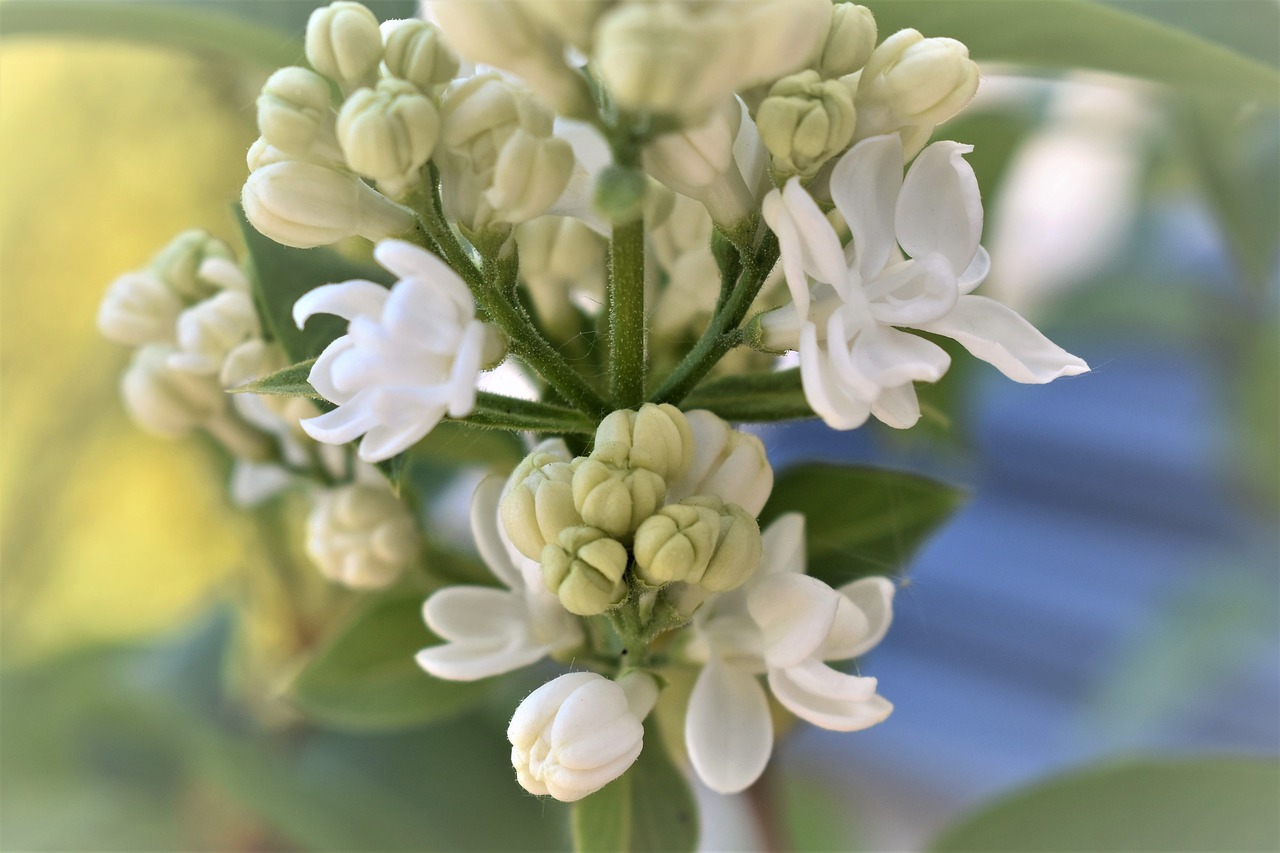 lilac  flower  flowers free photo