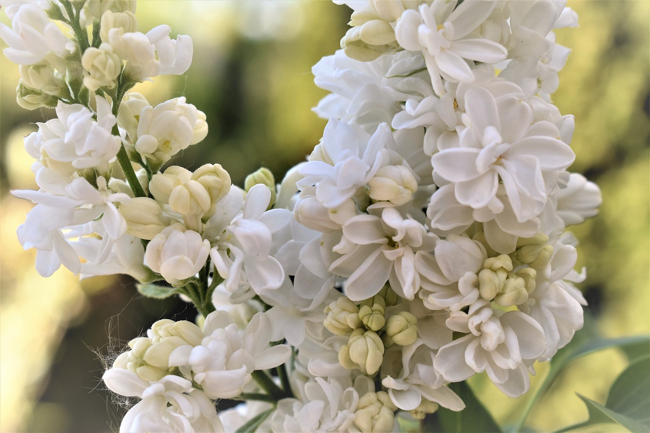 lilac  flower  flowers free photo