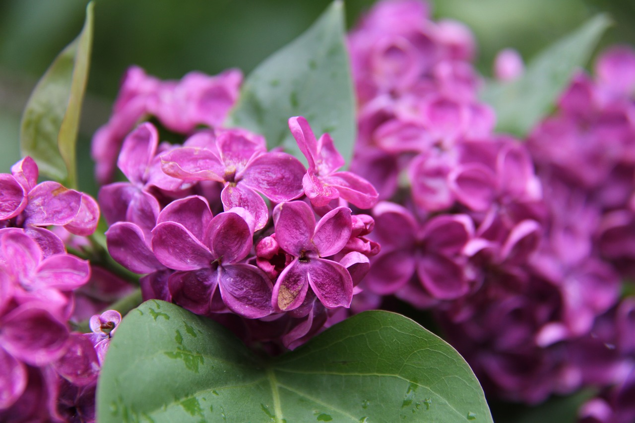 lilac  rain  spring free photo