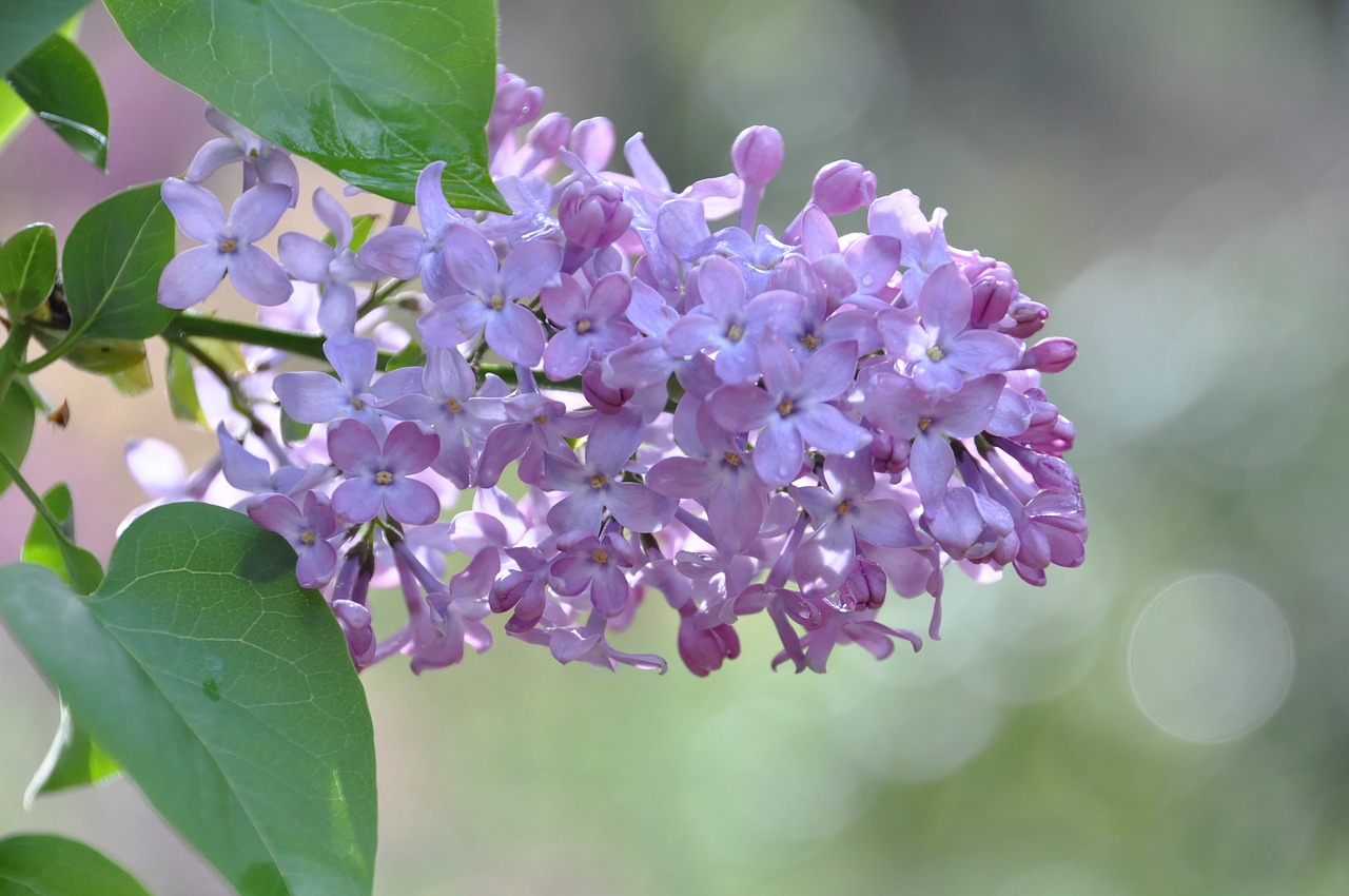 lilac  flower  spring free photo