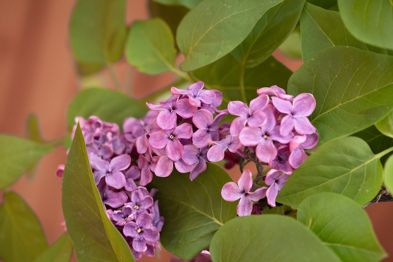 lilac  blossom  bloom free photo