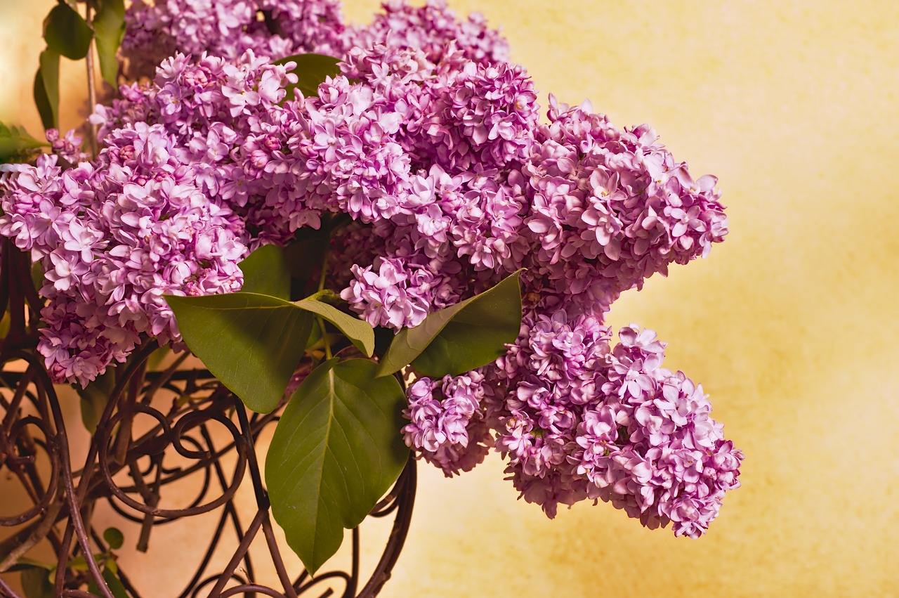 lilac  lilac branches  lilac bouquet free photo