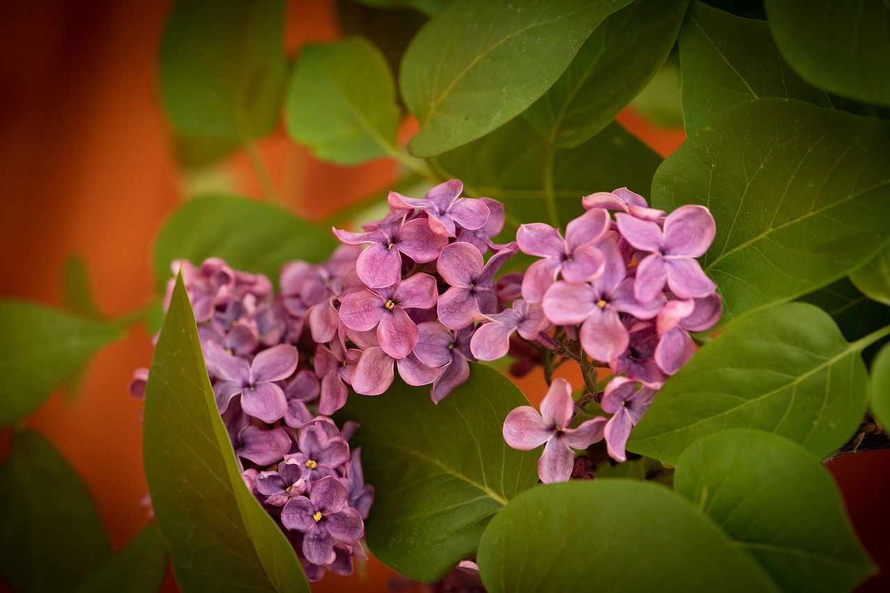 lilac  flowers  pink free photo