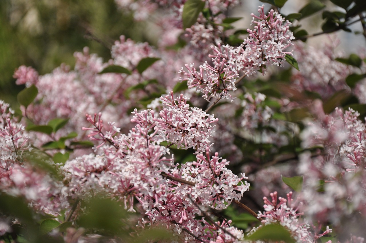 lilac  spring  bloom free photo