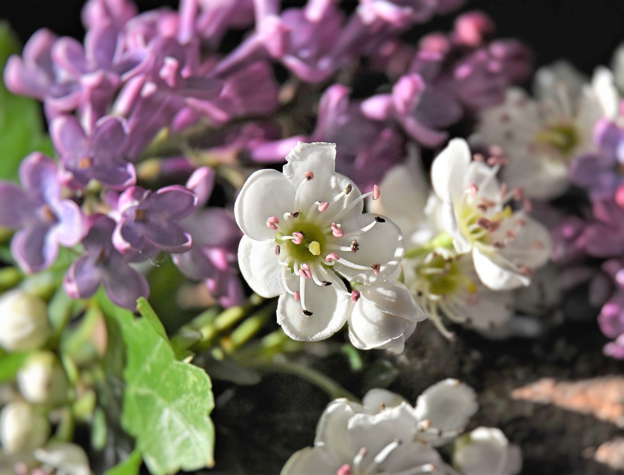 lilac  flowers  spring free photo