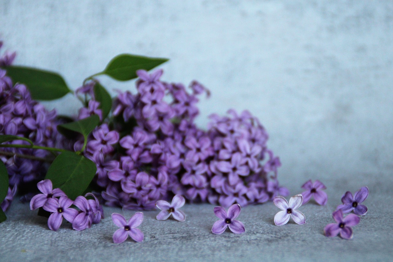 lilac  flowers  lilac branch free photo