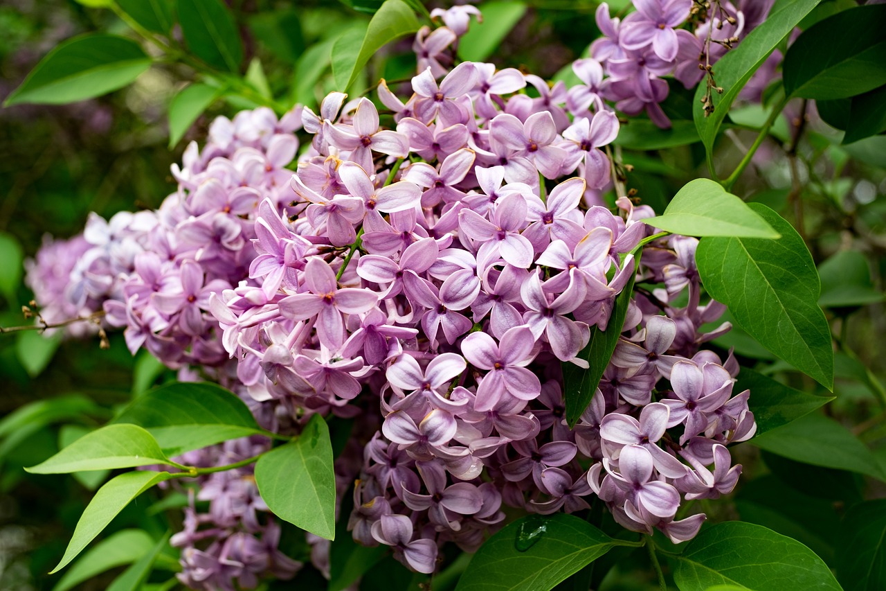 lilac  siringa  nature free photo