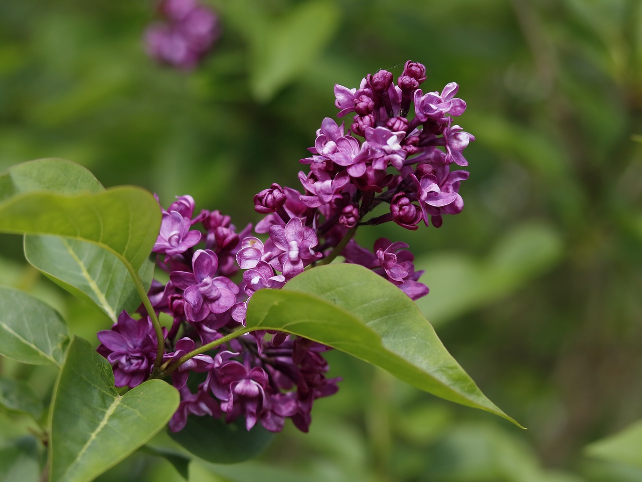 lilac  flowers  garden free photo