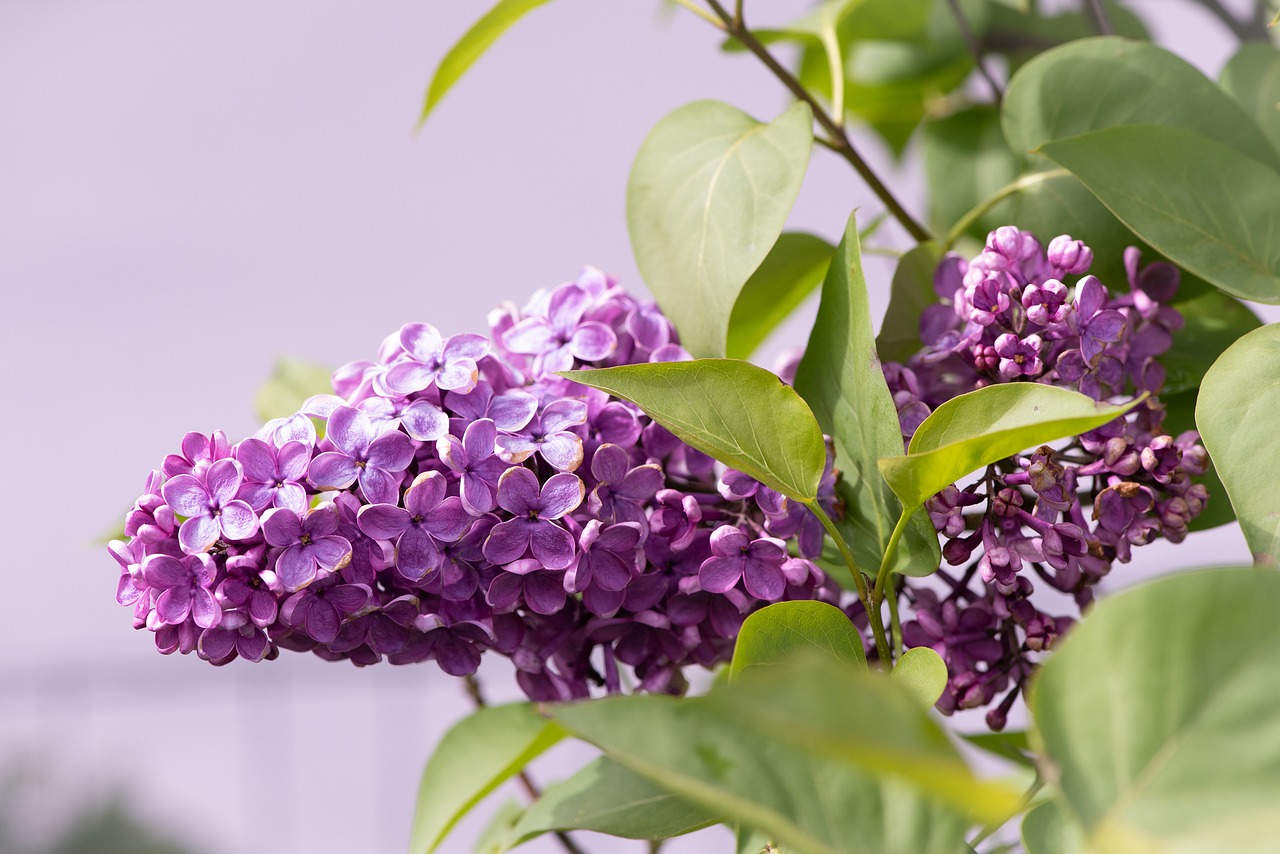 lilac  purple  garden free photo