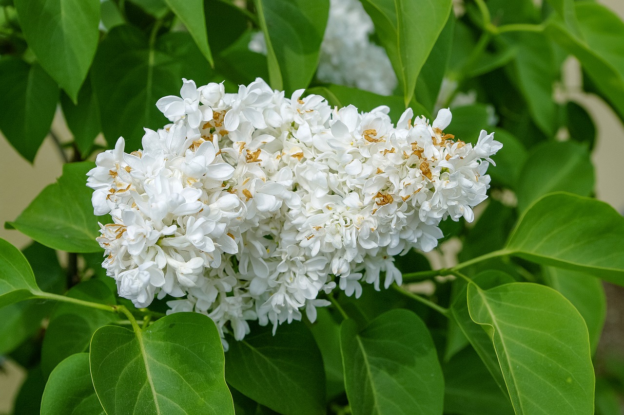 lilac  without  spring free photo