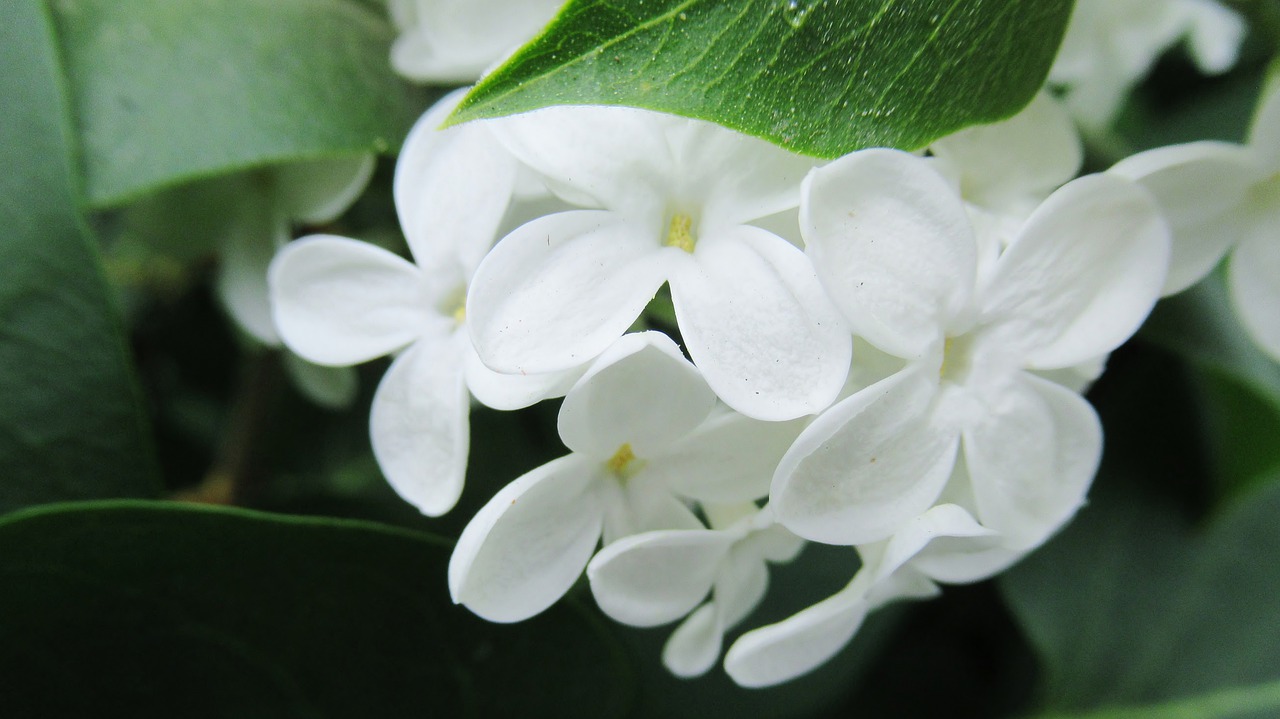 lilac  white  flower free photo