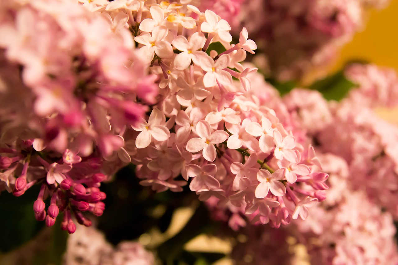 lilac  branch of lilac  purple color free photo