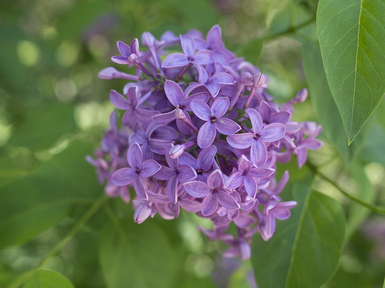 lilac  spring  garden free photo