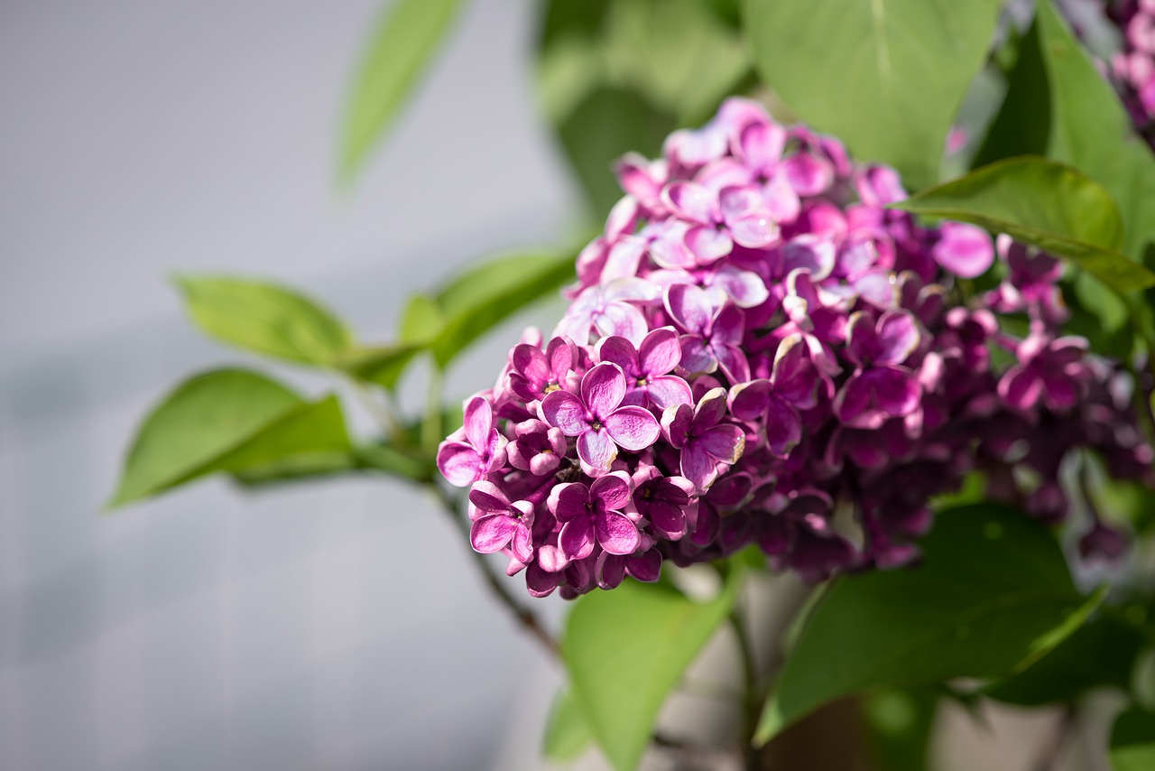 lilac  pink  blossom free photo