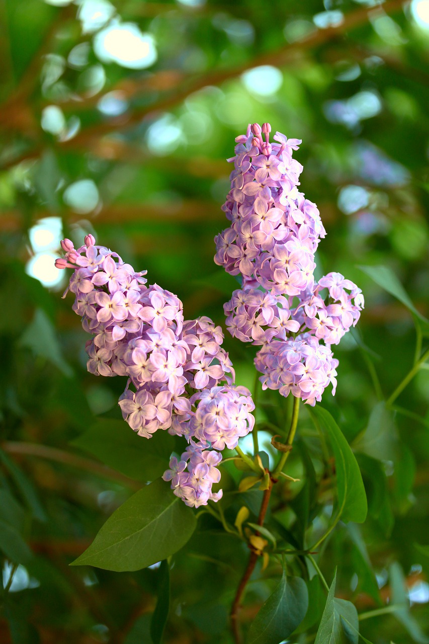 lilac  spring  garden free photo