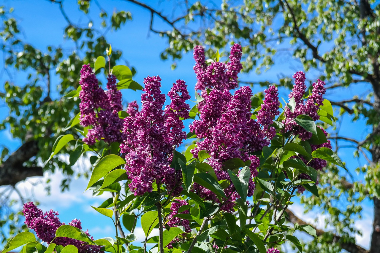 lilac  garden shrub  flowers free photo