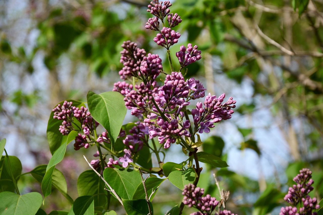 lilac  flowers  bloom free photo