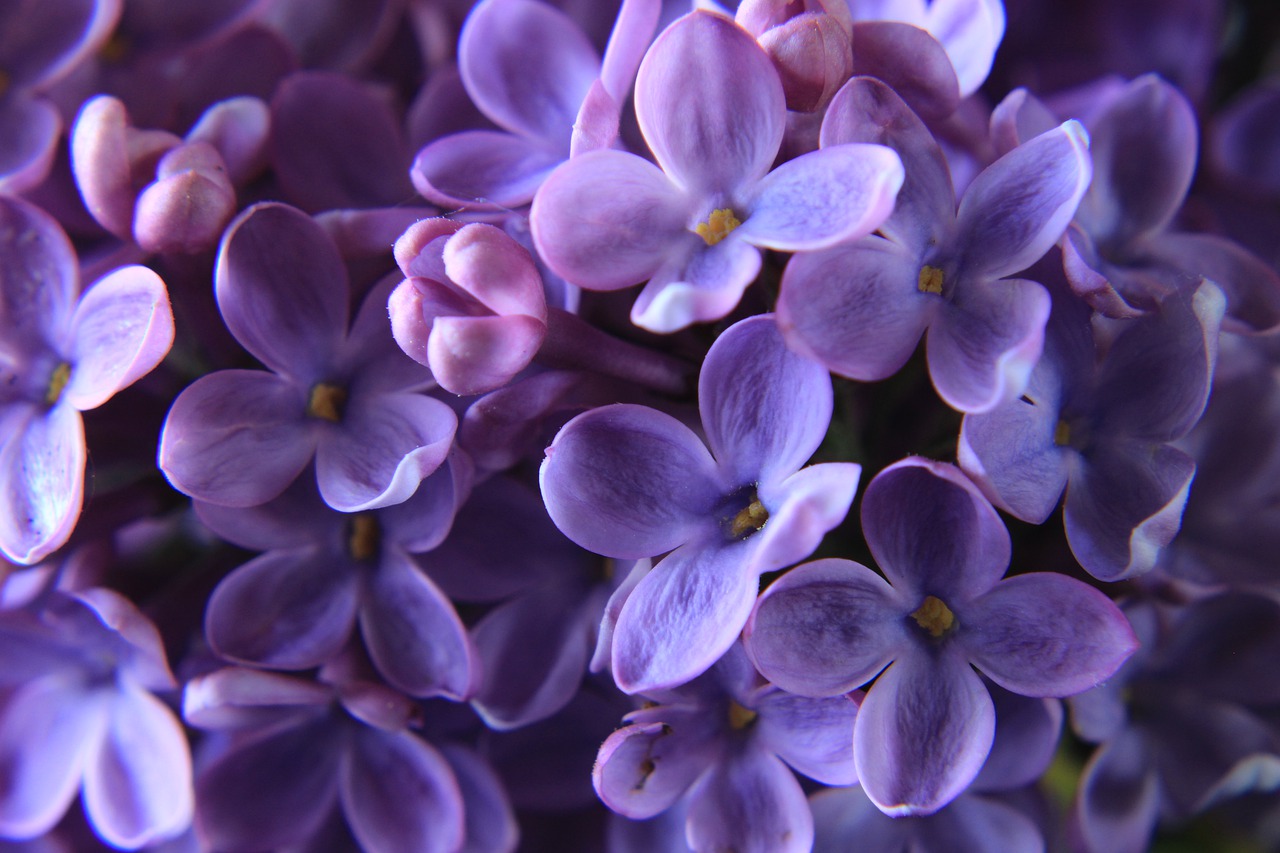 lilac  close up  purple free photo