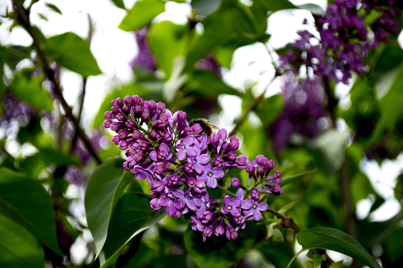 lilac  flowers  purple free photo