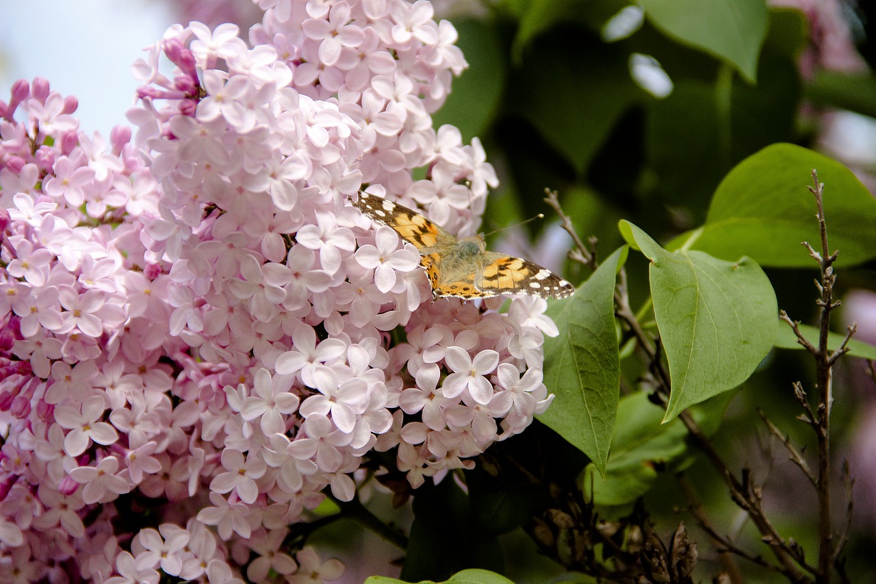 lilac  butterfly  summer free photo