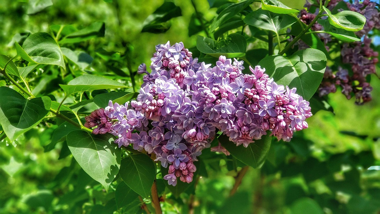 lilac  flower  spring free photo