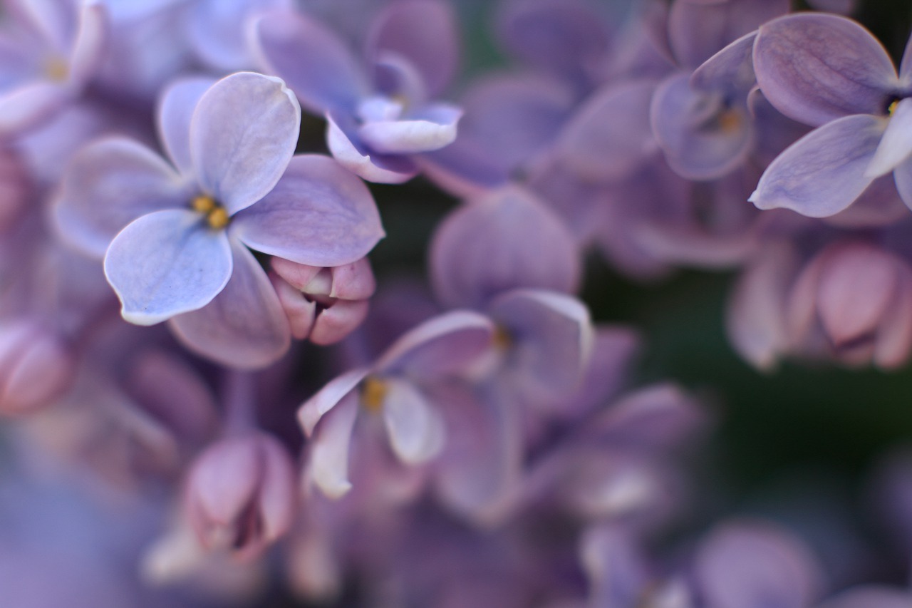 lilac  purple  plant free photo