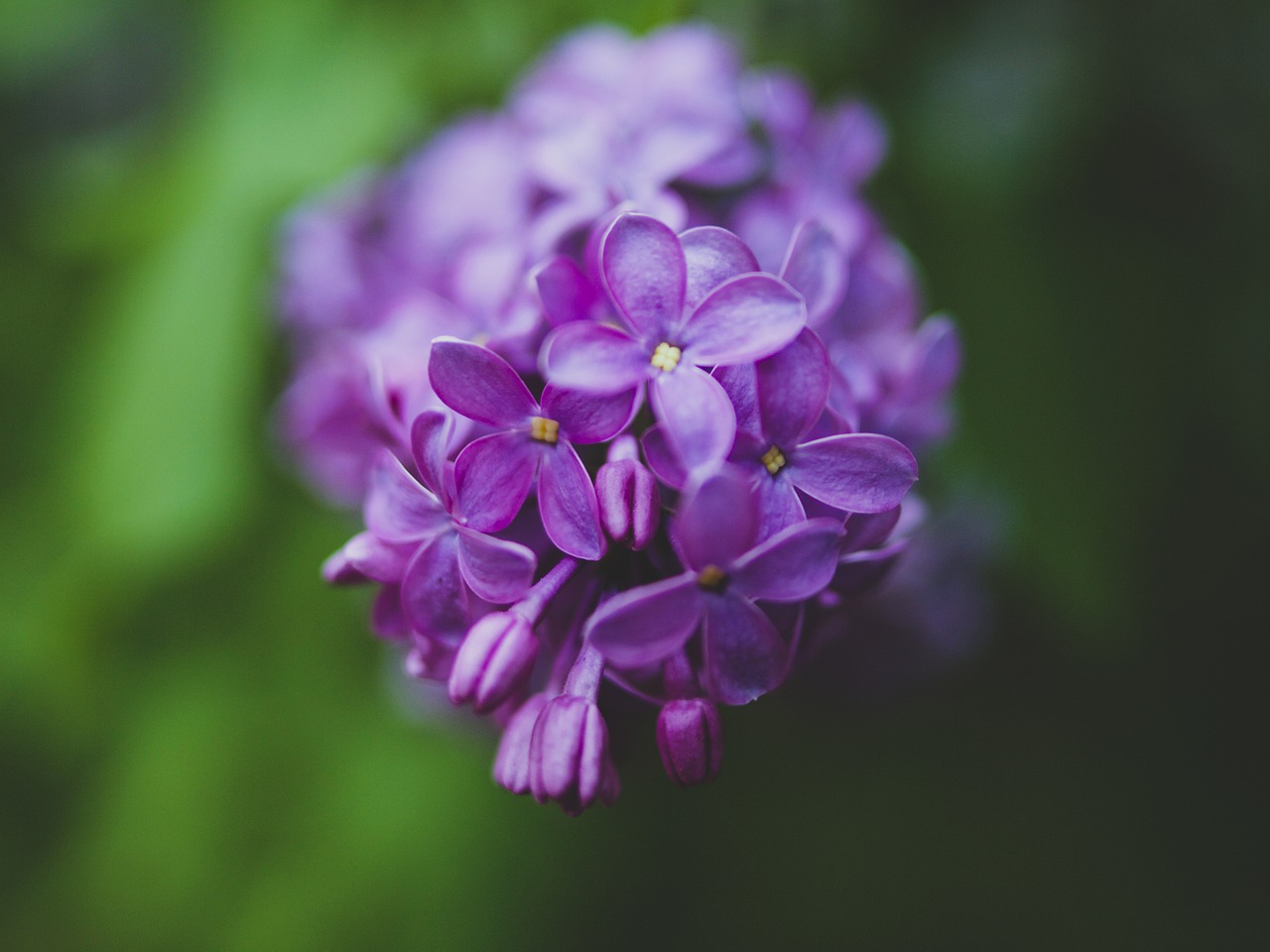 lilac  flower  nature free photo