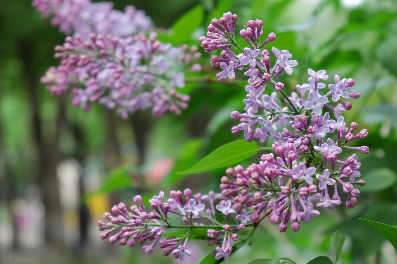 lilac  bloom  garden free photo