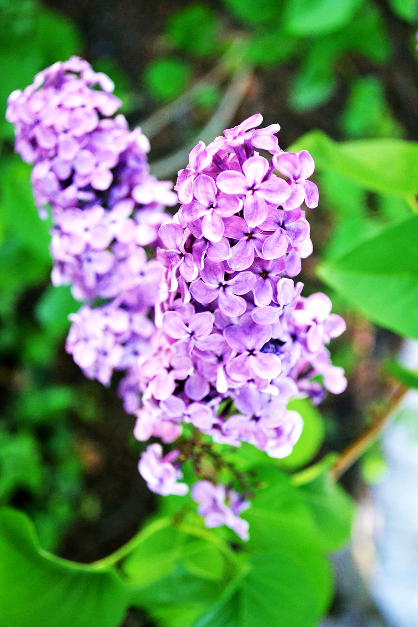 lilac  flowers  nature free photo