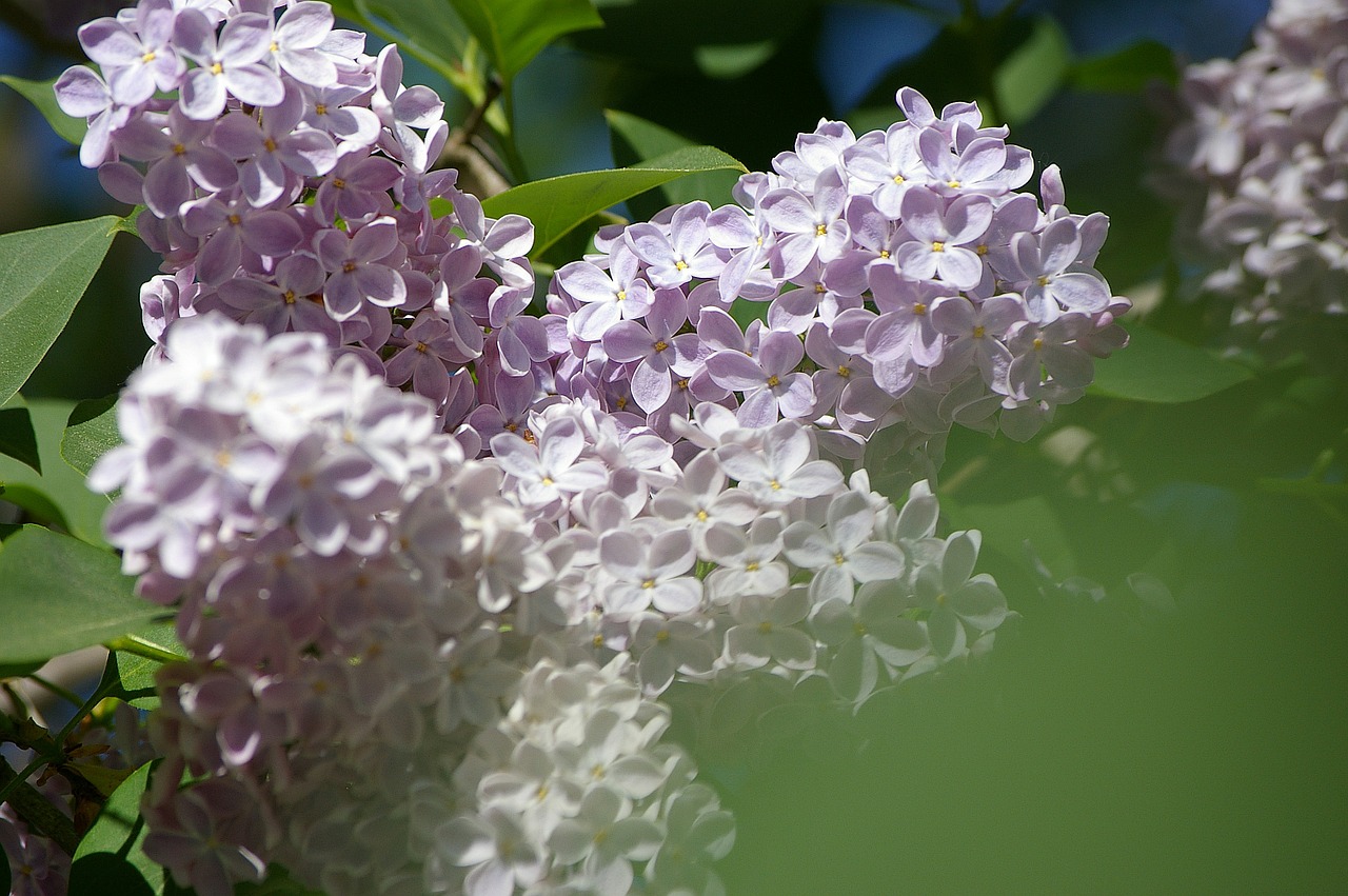 lilac flowers ornamental shrub free photo