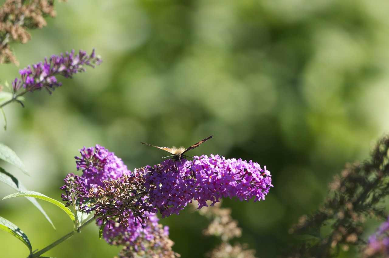 lilac butterfly flowers free photo