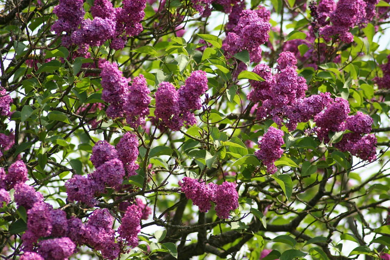 lilac purple flowers free photo