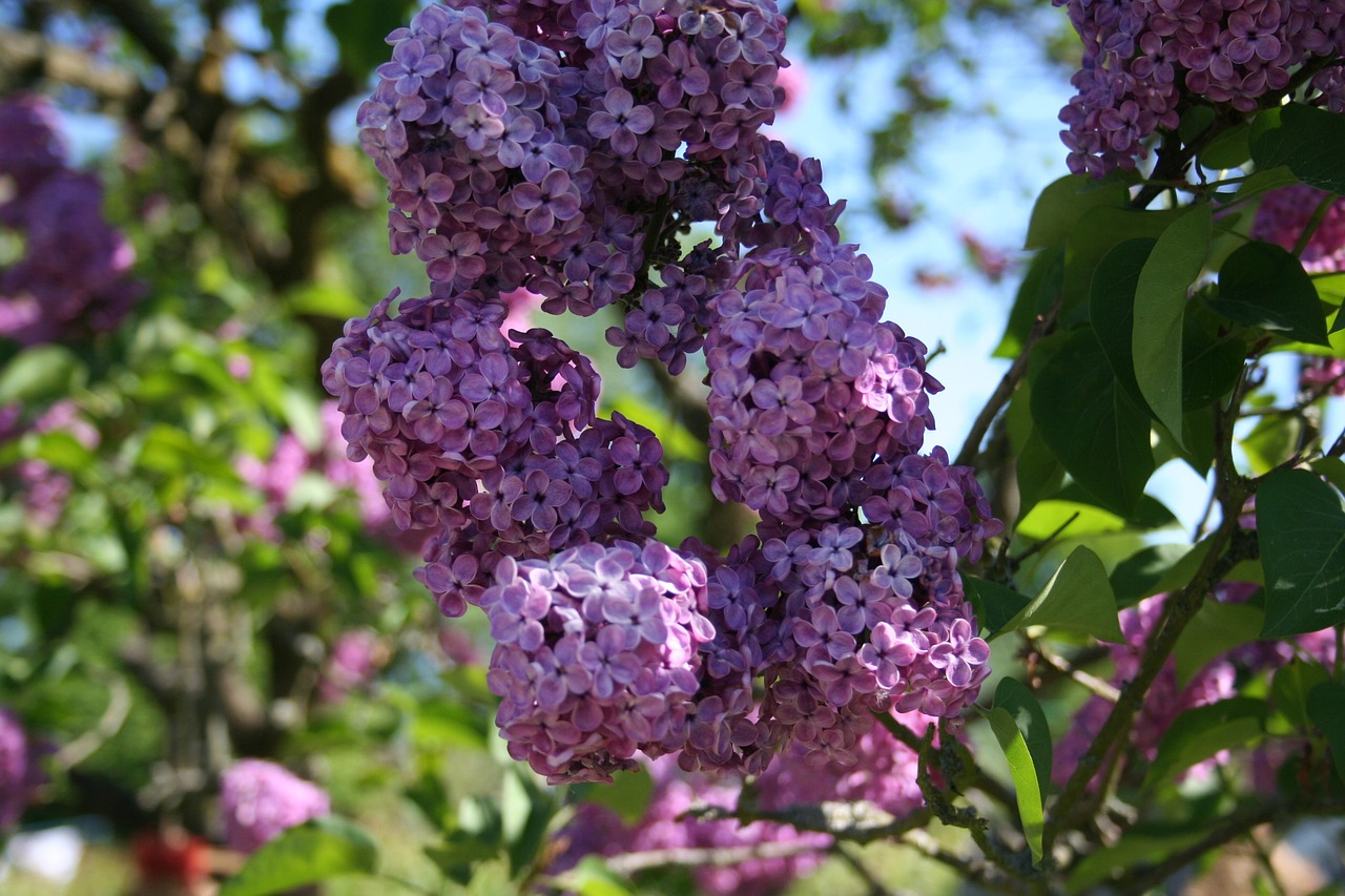 lilac violet garden free photo