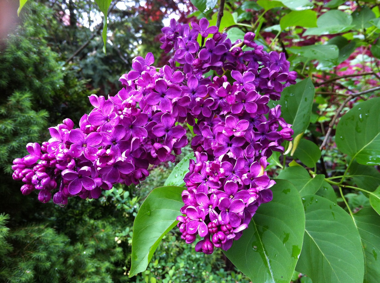 lilac plant nature free photo