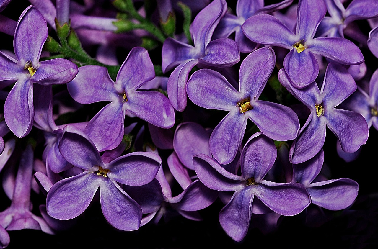lilac syringa plant free photo