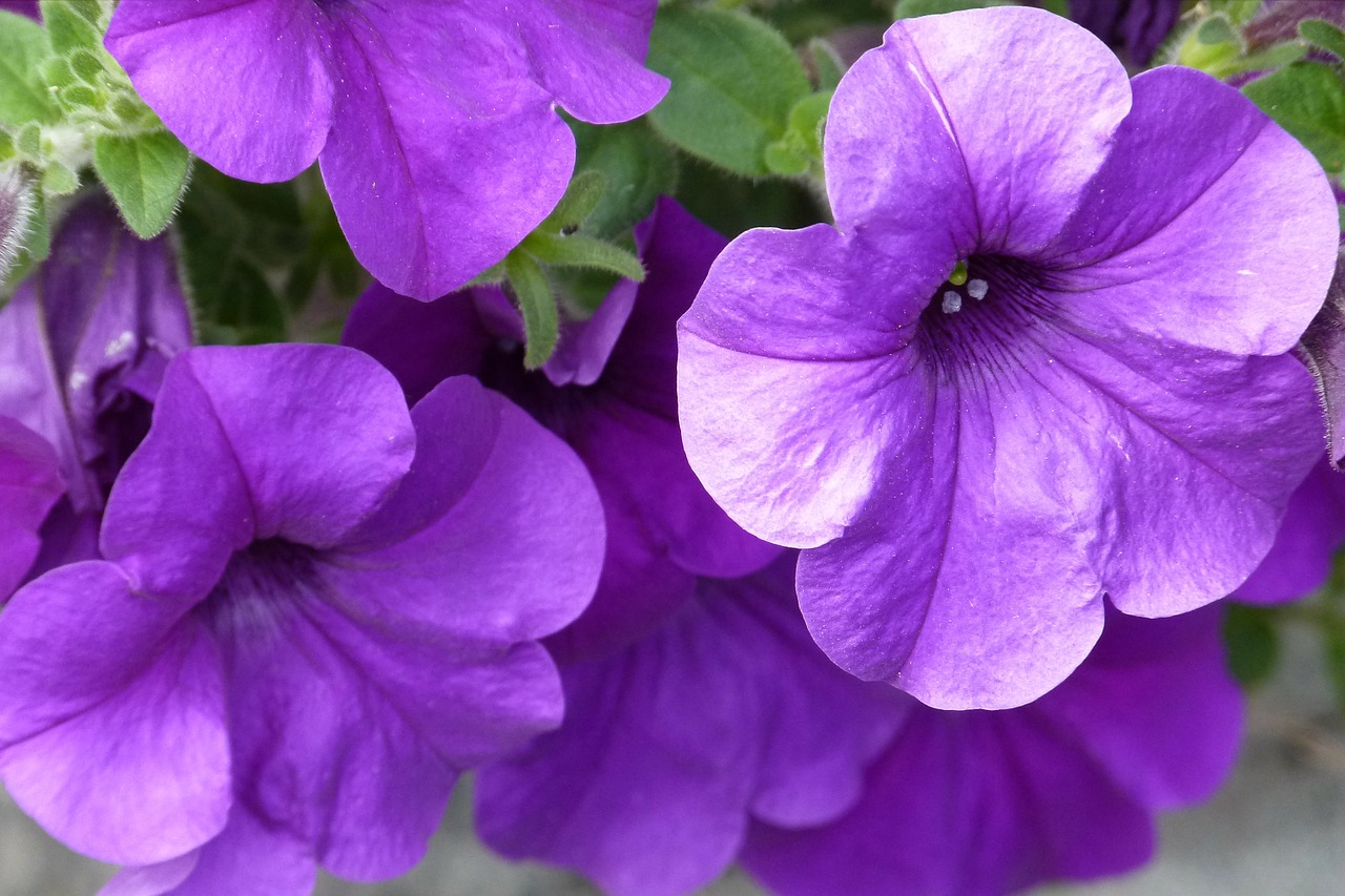 lilac flower purple free photo