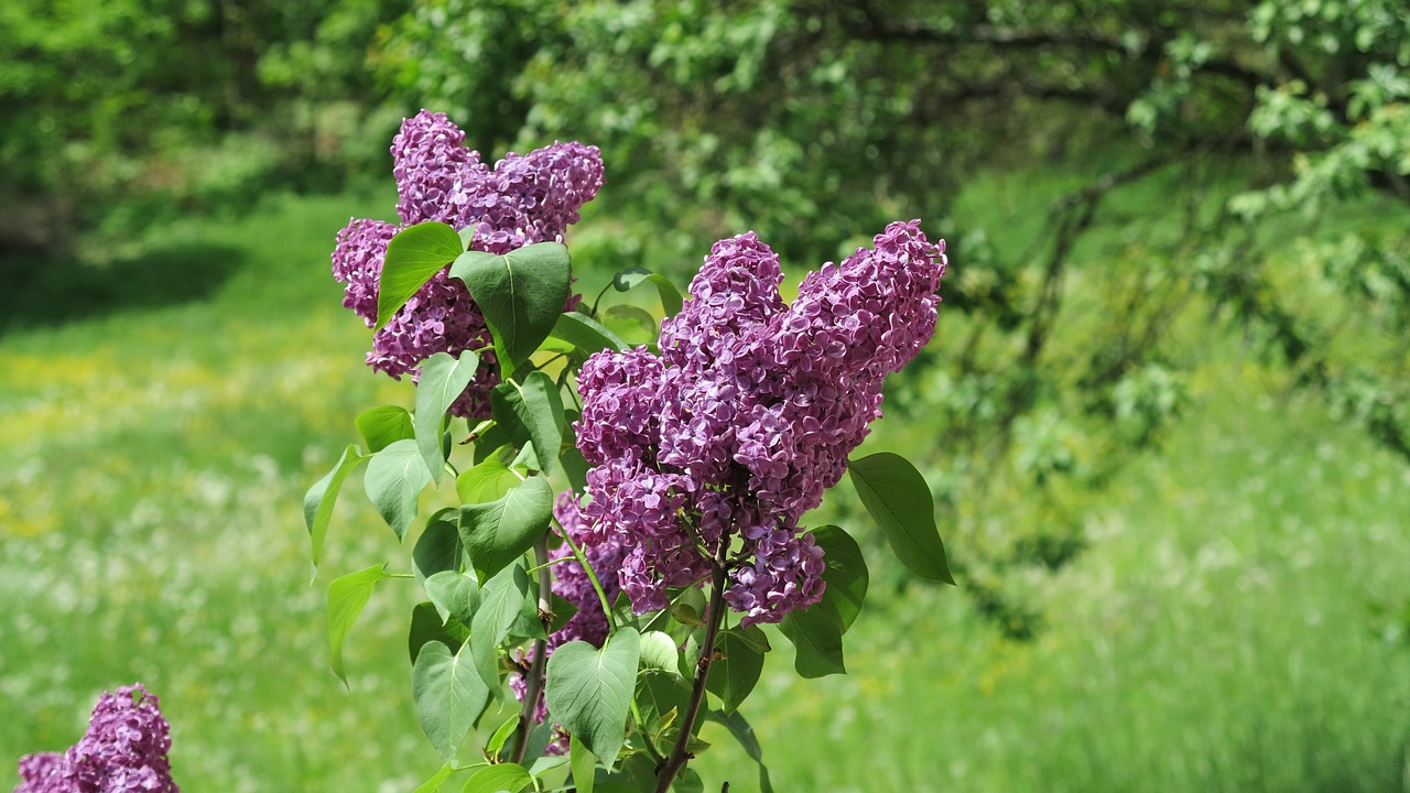 lilac spring flower free photo