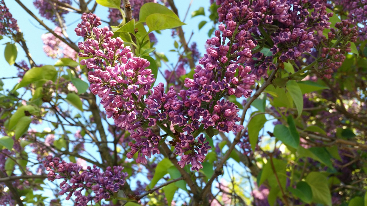 lilac bush flower free photo