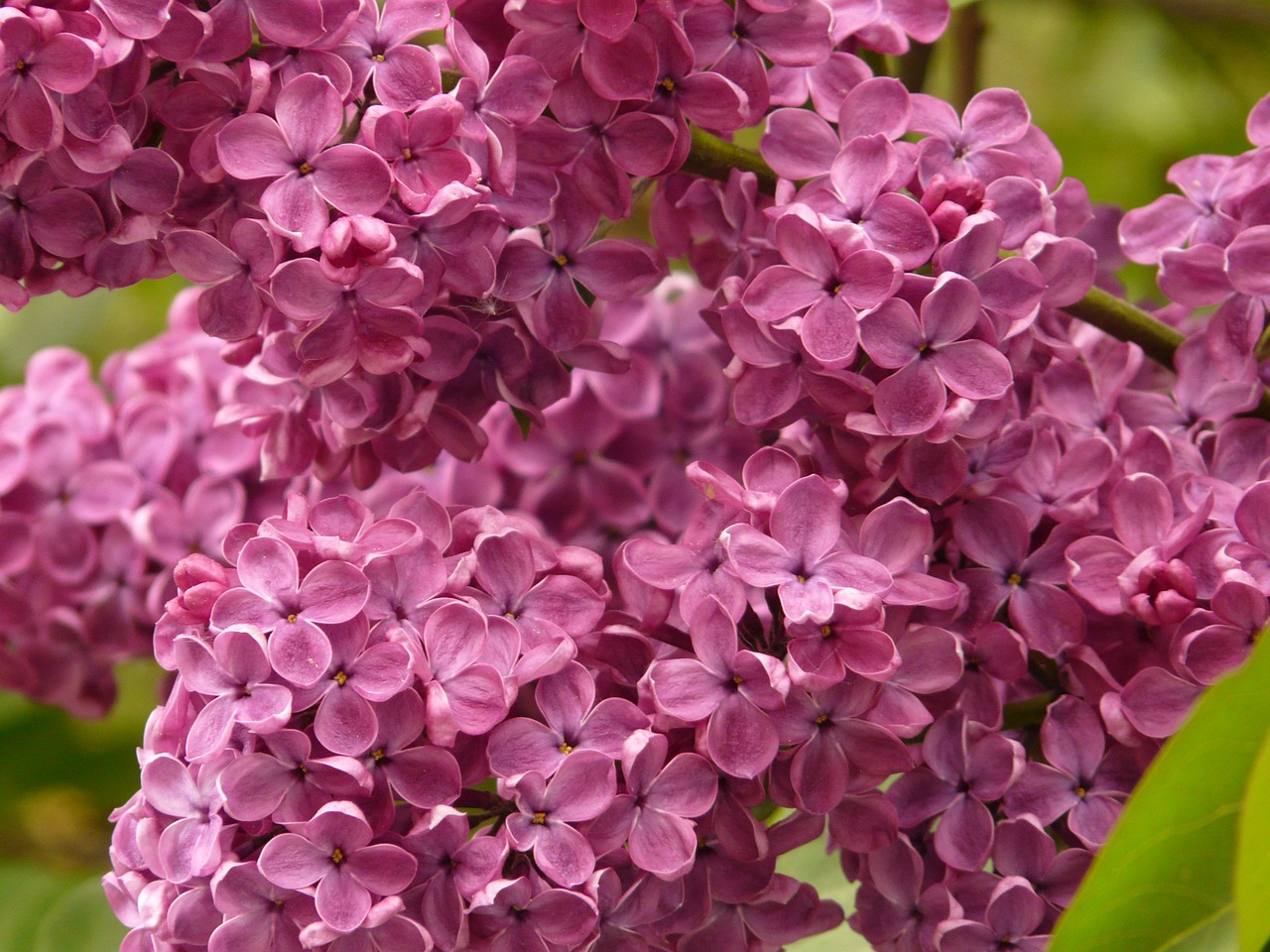 lilac common lilac ornamental shrub free photo